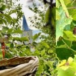 warm fruits article thumbnail