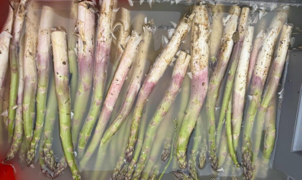 freshly picked asparagus