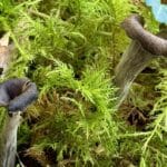 trompette de la mort