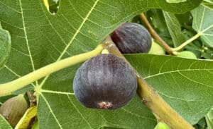 black mission fig tree