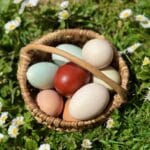 pasture raised eggs