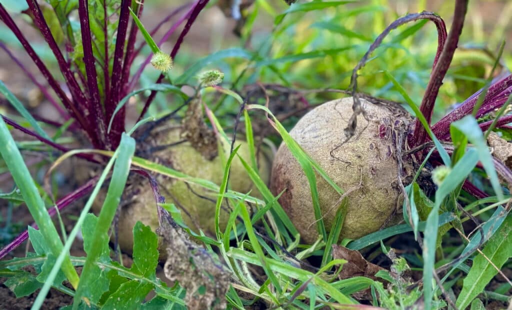 garden grown beetroots
