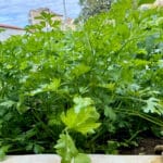 garden parsley