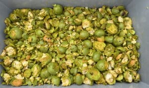 crushed green walnuts