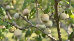 greengage prunier