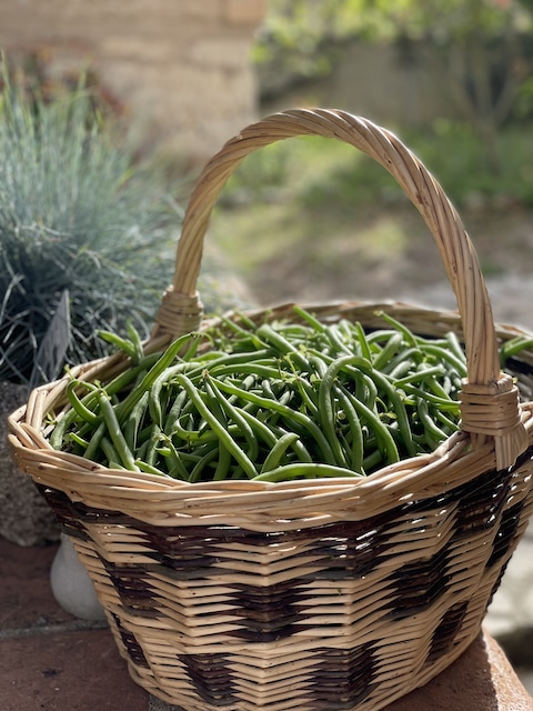 freshly picked haricots verts
