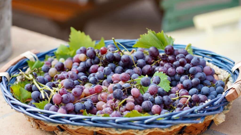 harvested grapes