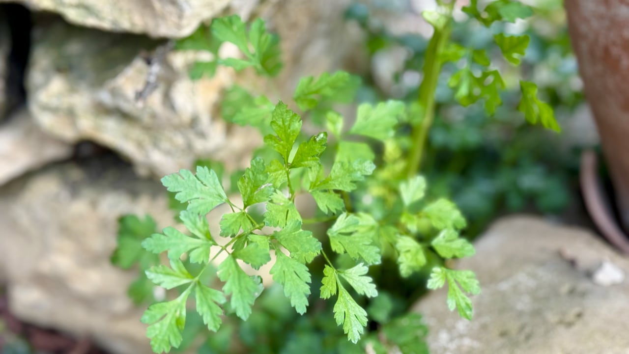 Persillade Bruno Albouze recipes