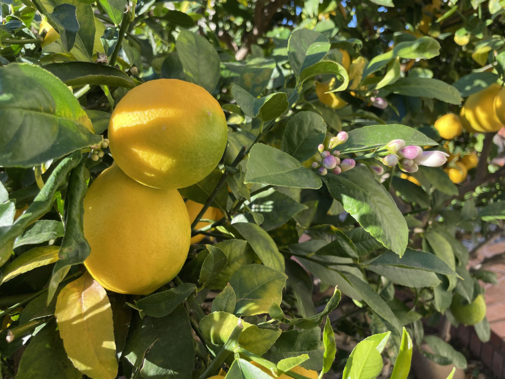 Bruno Albouze Lemon Tree