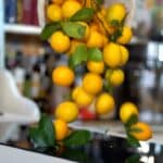 Meyer lemons