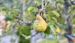 pear tree