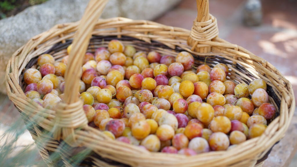 picked mirabelles