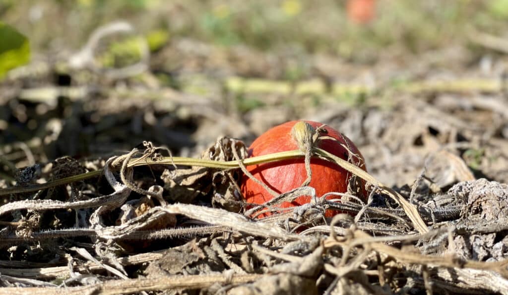 red curry squash in field