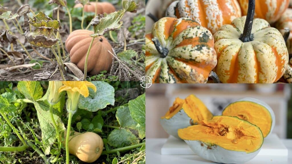 pumpkins and squashes display