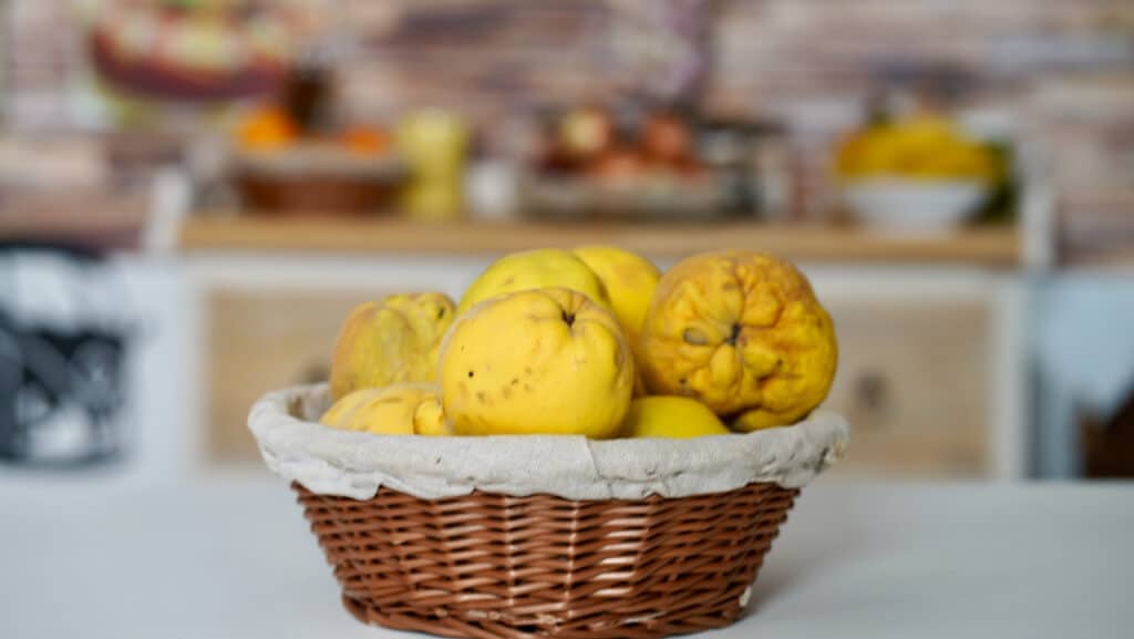 ripen quinces