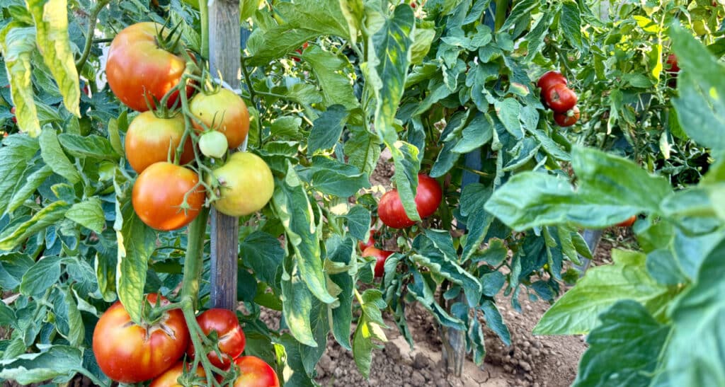 ripe tomatoes