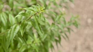 verbena plant