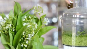 wild garlic pesto