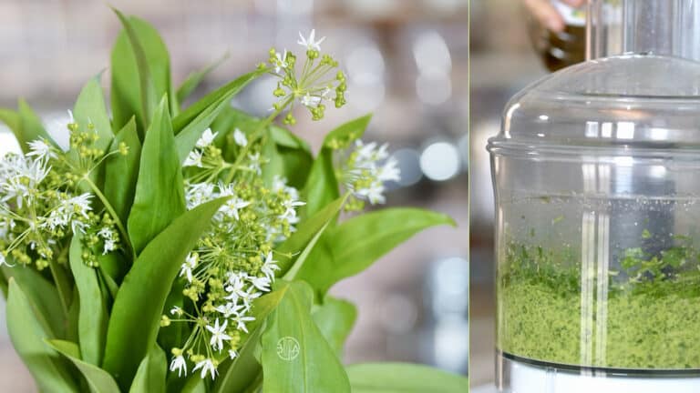 wild garlic pesto