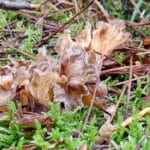 wild grey chanterelle