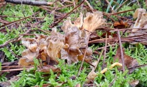 wild grey chanterelle